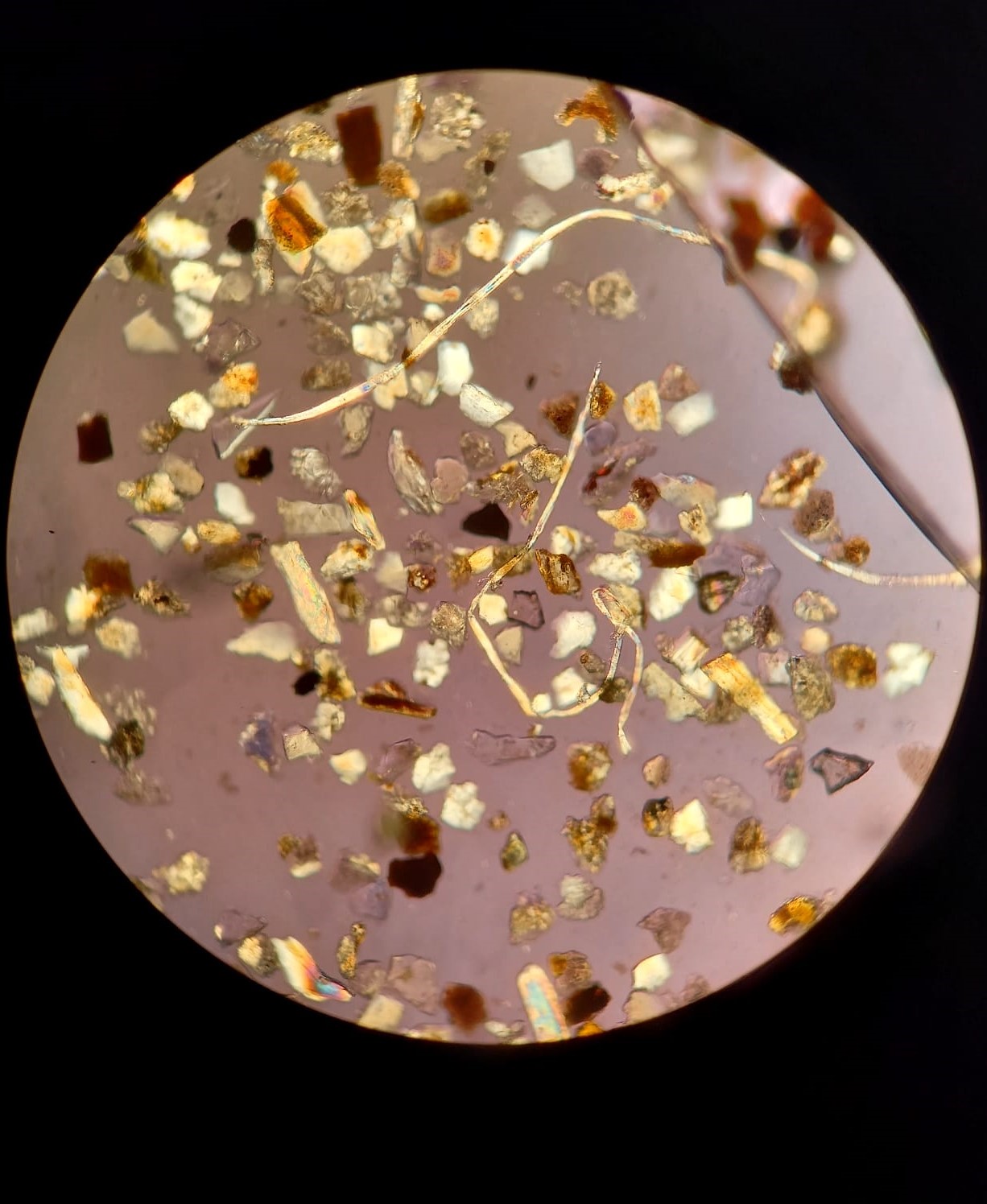 imagen microscopica de suelo